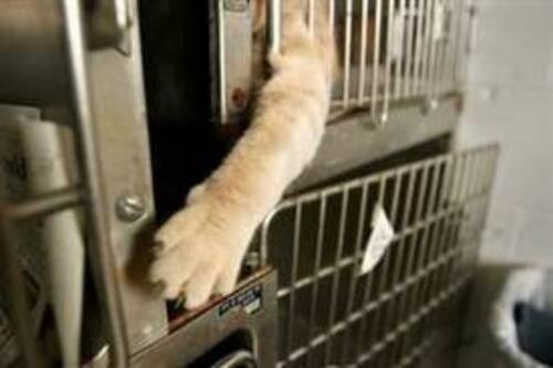 cat paw reaching through cage