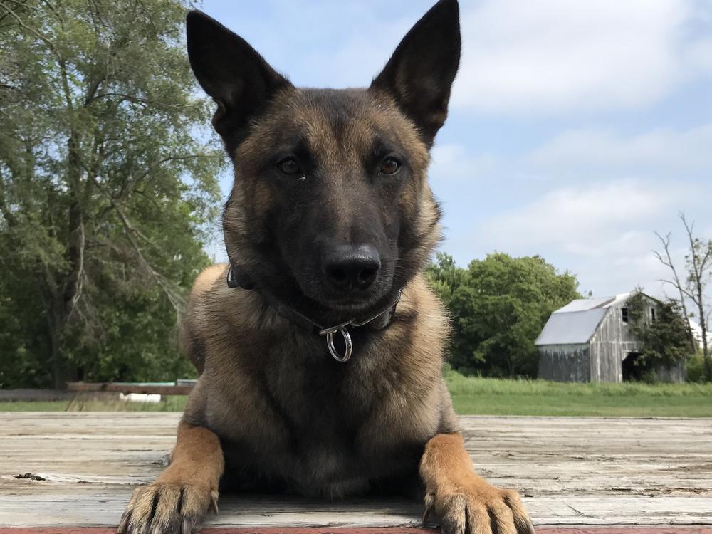 K9 zaki laying on ground