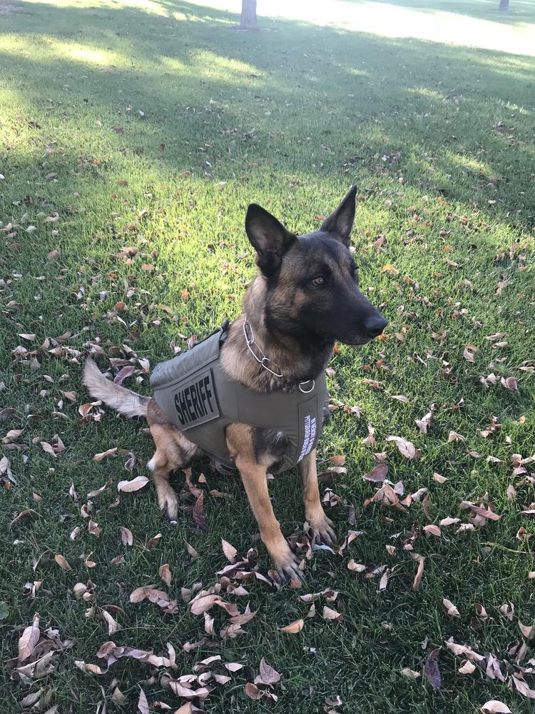 K9 Zaki in vest