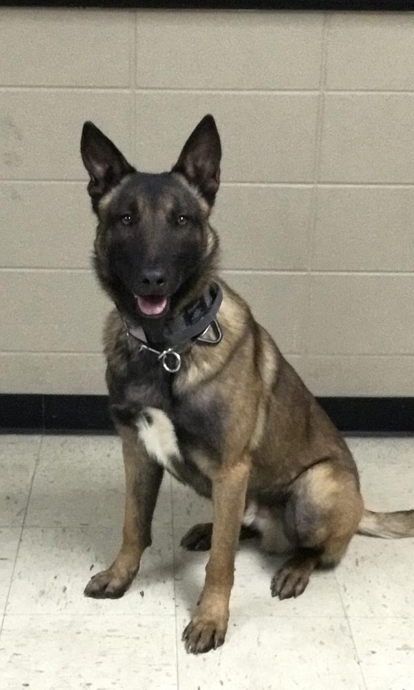 K9 Zaki sitting