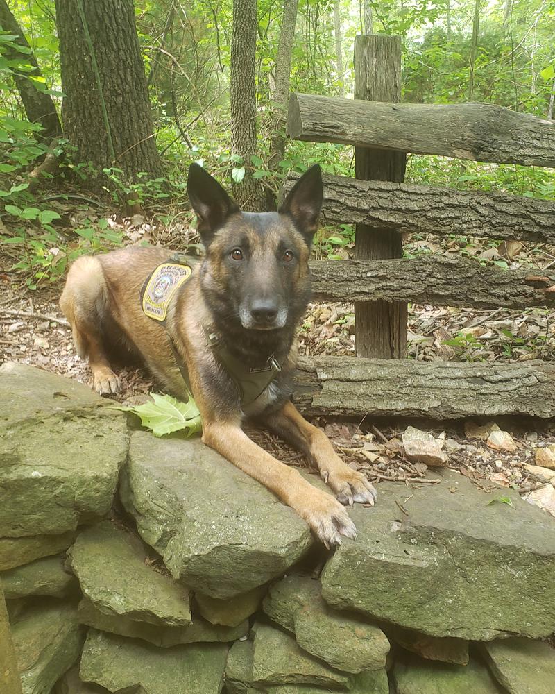 zaki laying on rocks