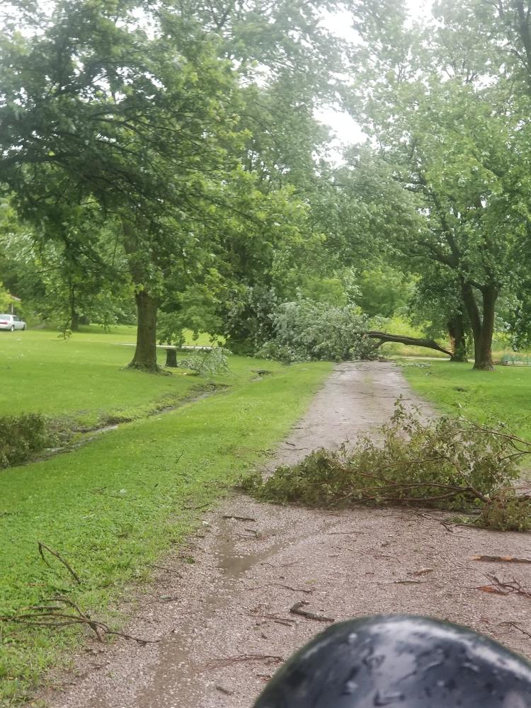 tree branches in the road