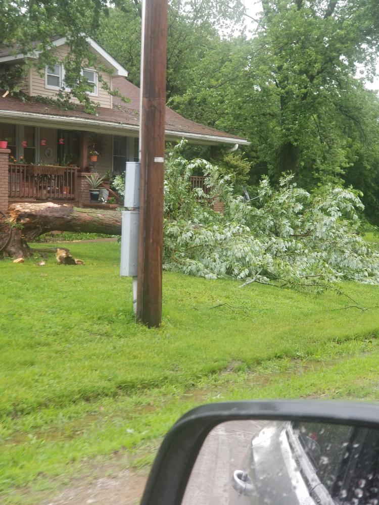 fallen tree in yard