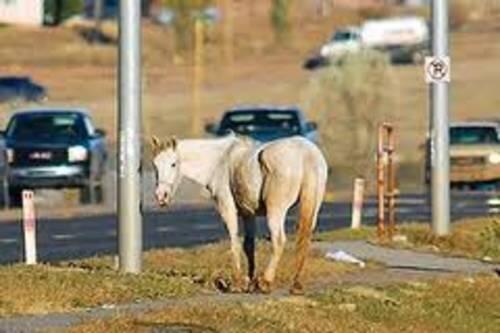 horse, not properly fenced in