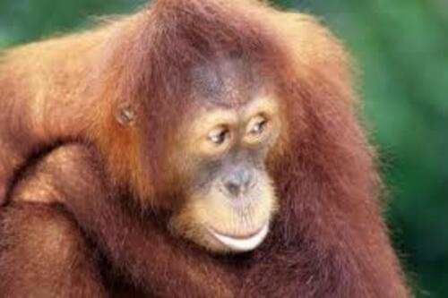 primate exotic animal