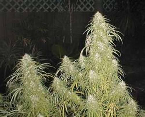 drug trends marijuana plants