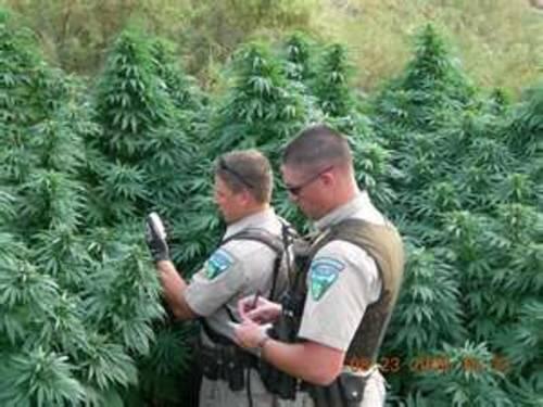 drug trends marijuana field
