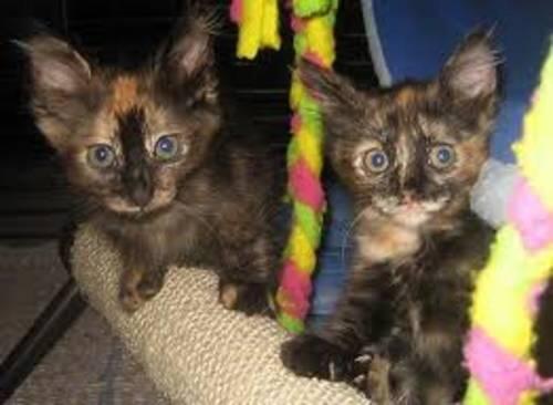 2 calico kittens