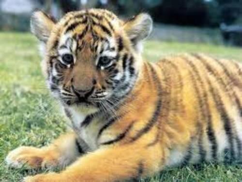 tiger cub laying down