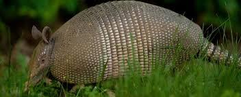 armadillo from mdc.mo.gov.jfif