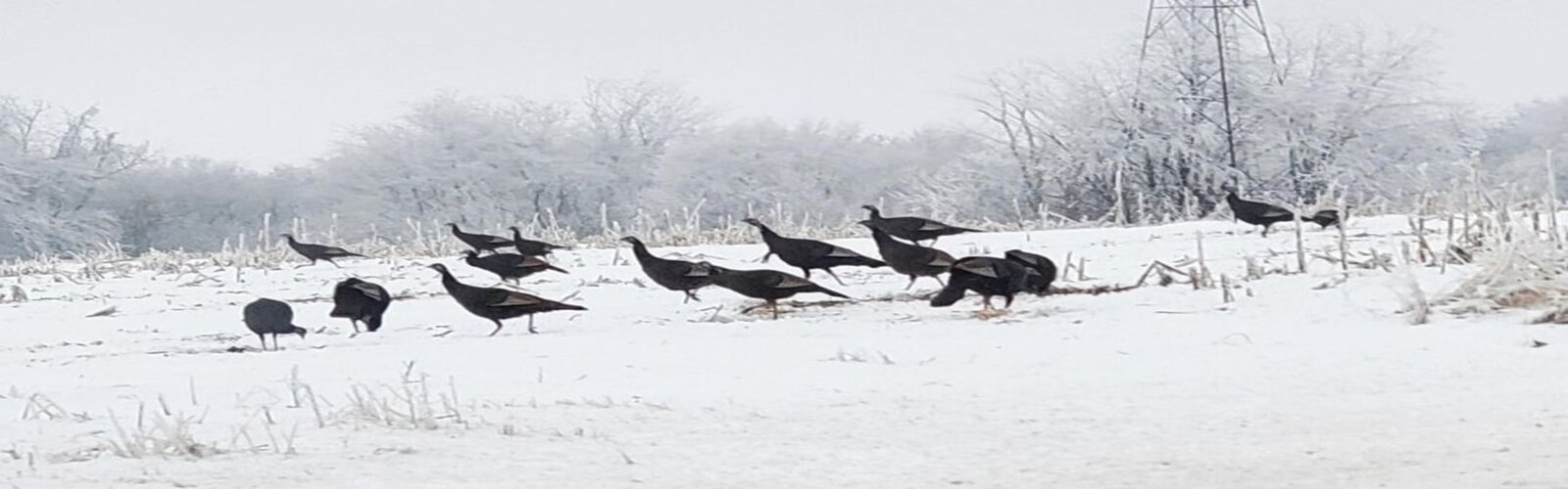 A group of birds in winter snow.